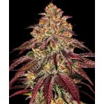 Barney's Farm Mimosa x Orange Punch AUTO semena neobsahují THC 3 ks – Hledejceny.cz