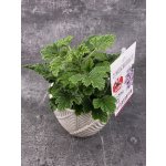 Pelargonium graveolens 'Orange Fizz' – Zboží Dáma