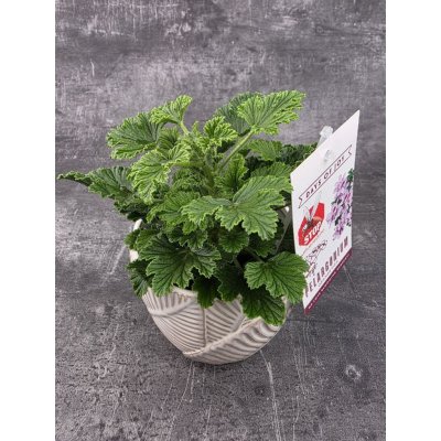 Pelargonium graveolens 'Orange Fizz' – Zboží Dáma