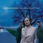 Hooverphonic - Magnificent Tree LP – Hledejceny.cz