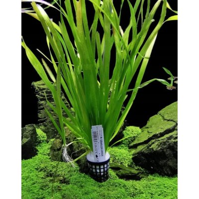 Vallisneria americana var. americana – Zboží Mobilmania