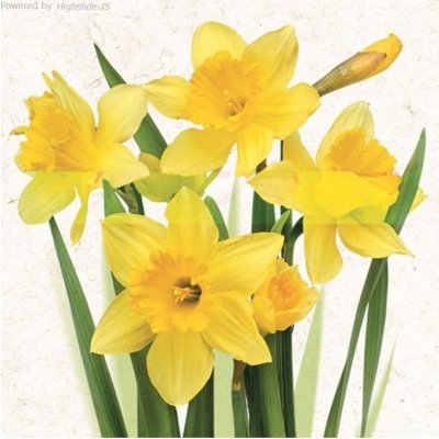 Pol-Mak Collection Ubrousek 33x33cm Narcisky žluté – Hledejceny.cz
