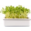 Osivo a semínko Toraf Microgreens, semínka na klíčky - Slunečnice 20g