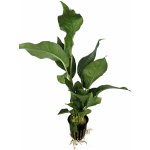 Anubias heterophylla – Zboží Mobilmania