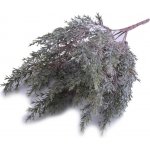 Canea Větvička túje zelenošedá 36cm – Sleviste.cz