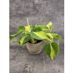 Philodendron Scandens Brasil 12 cm – Hledejceny.cz