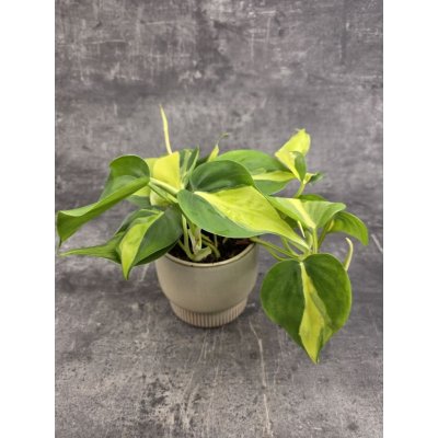 Philodendron Scandens Brasil 12 cm – Hledejceny.cz