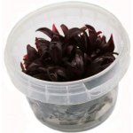 Alternanthera reineckii - Plevuňka reinekova – Sleviste.cz