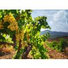 Tapety WEBLUX Fototapeta plátno - 26481965 vineyard odnož pitka rozměry 240 x 174 cm