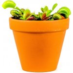 Gardners Dionaea, průměr 6 cm Mucholapka podivná – Zboží Dáma
