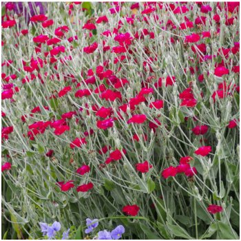 Kohoutek věncový - Lychnis coronaria - osivo kohoutku - 50 ks od 45 Kč -  Heureka.cz