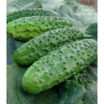 Okurka nakládačka Corveta F1 - Cucumis sativus - osivo okurky - 20 ks – Zboží Dáma