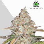 Auto Seeds Pineapple Express Autosemena neobsahují THC 3 ks – Sleviste.cz
