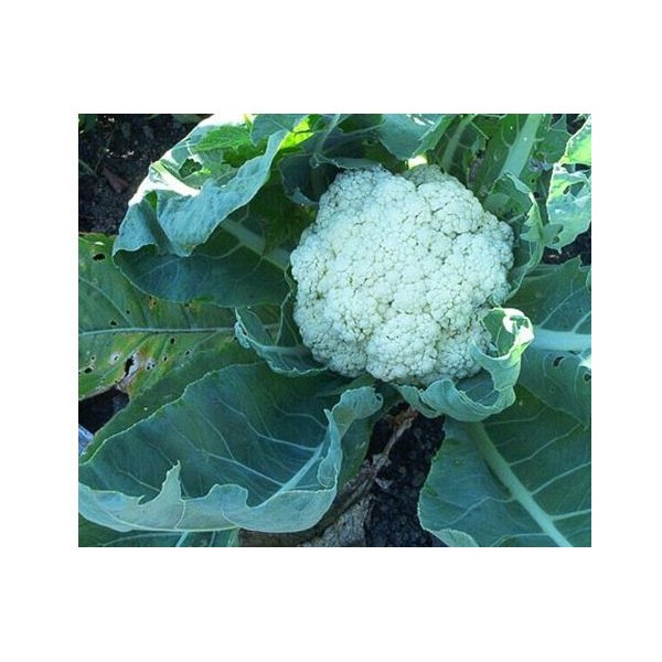 Semínka květáku - Brassica oleracea botrytis - Květák pozdní Romanesco -  prodej semen - 20 ks od 24 Kč - Heureka.cz