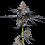 Barney´s Farm LFG semena neobsahují THC 3 ks – Zboží Mobilmania