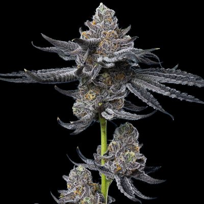 Barney´s Farm LFG semena neobsahují THC 3 ks – Zboží Mobilmania