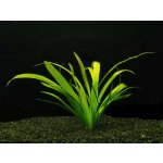 Sagittaria platiphylla – Sleviste.cz