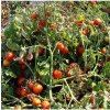 Rajče Dalimil - Solanum lycopersicum - semena rajčete - 0,1 g