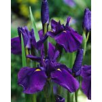 Kosatec 'Hong Kong hollandica' 10 ks – Zboží Dáma