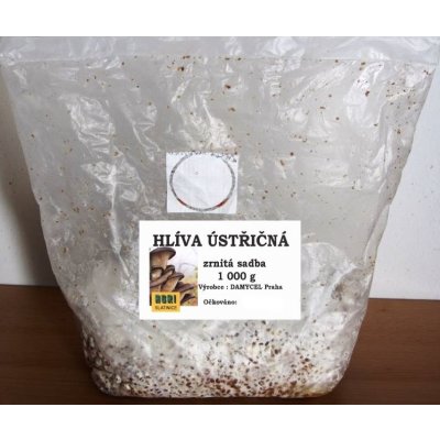 Sadba Hlíva ústřičná cca 1 kg – Zbozi.Blesk.cz