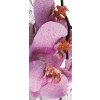 Tapety Postershop Fototapeta Orchidej 2 rozměry 211x91 cm