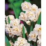 Lukon Glads Narcis BRIDAL CROWN - narcissus – Zboží Dáma