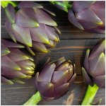 Artyčok fialový Cynara scolymus semena artyčoku 15 ks – Sleviste.cz