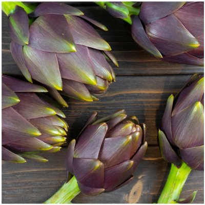 Artyčok fialový Cynara scolymus semena artyčoku 15 ks – Sleviste.cz