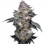 Super Strains Permanent Marker semena neobsahují THC 1 ks – Zboží Dáma