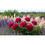 Pivoňka 'Adolphe Rousseau' 1 ks – Sleviste.cz