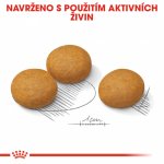 Royal Canin Maxi Dermacomfort 12 kg – Sleviste.cz