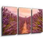 Obraz 3D třídílný - 90 x 50 cm - Dramatic sunset landscape. Tree in lavender field at sunset in Provence, France – Zbozi.Blesk.cz