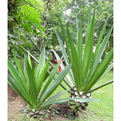 Palma trpaslíčí - Sabal minor - prodej semen - 3 ks – Zboží Mobilmania