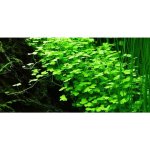 Hydrocotyle tripartita - Pupečník trojdílný – Hledejceny.cz