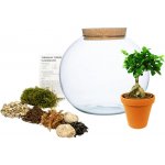 Gardners Skleněná váza boule s korkovým špuntem Osázej SI Sám Ficus Microcarpa Ginseng, L – Hledejceny.cz