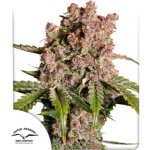 Dutch Passion Auto Strawberry Soda semena neobsahují THC 7 ks – Zboží Dáma