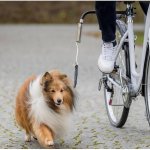 Trixie dog vodící set na kolo 2,5 cm/1-2m – Hledejceny.cz