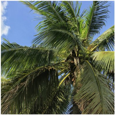 Palma madagaskarská - Beccariophoenix madagascariensis - osivo palmy - 2 ks – Zboží Mobilmania