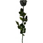 Stabilizovaná růže - černá – Zboží Dáma