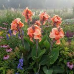 Dosna 'Apricot Frost' 1 ks – Zbozi.Blesk.cz