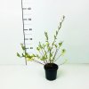 Květina Salix integra 'Hakuro-nishiki' Prodejní velikost: km80, Velikost hrnku: 3 l