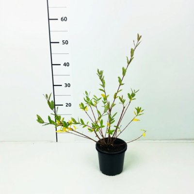 Salix integra 'Hakuro-nishiki' Prodejní velikost: 040/060, Velikost hrnku: 2 l Vrba celolistá (japonská)