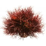 BiOrb Sea lilies karmínová 11 cm – Hledejceny.cz