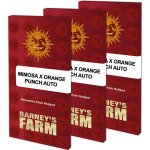 Barney's Farm Mimosa x Orange Punch AUTO semena neobsahují THC 3 ks – Hledejceny.cz