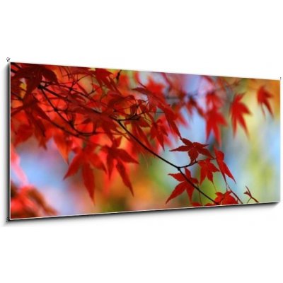 Obraz 1D panorama - 120 x 50 cm - japanese red maple in autumn japonský červený javor na podzim