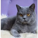 Norimpex Diamantový obrázek malování 30 x 40 cm Šedá britská kočka na fialové pohovce – Hledejceny.cz