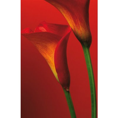 W&G F406 Fototapety Red Calla Lilies 183 x 254 cm – Zboží Mobilmania