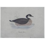du Canada Goose 24x18