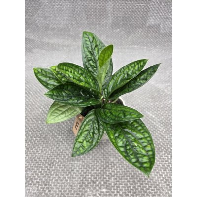 Epipremnum Marble Planet – Sleviste.cz