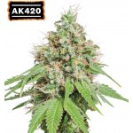 Seedstockers AK420 semena neobsahují THC 5 ks – Hledejceny.cz